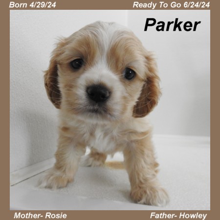 puppy, for, sale, Cocker Spaniel, Joe & Cherri  Overlease, dog, breeder, Miller, MO, dog-breeder, puppy-for-sale, forsale, nearby, find, puppyfind, locator, puppylocator, aca